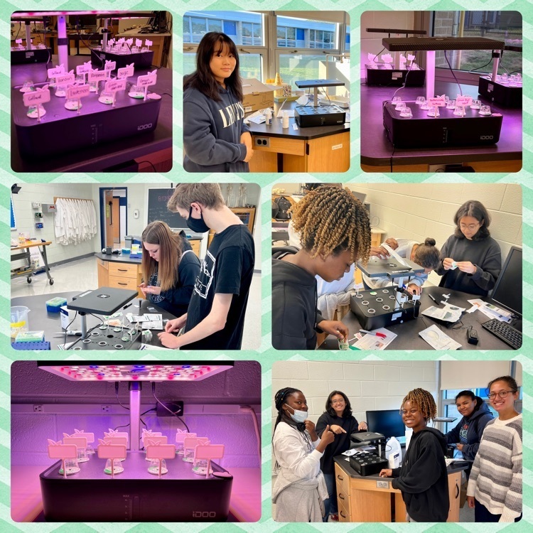 Oakcrest Science Club students prepping classroom hydroponics systems during zero period, part of the $10,000 grant recently awarded to us, a Science and Culinary collaboration!!